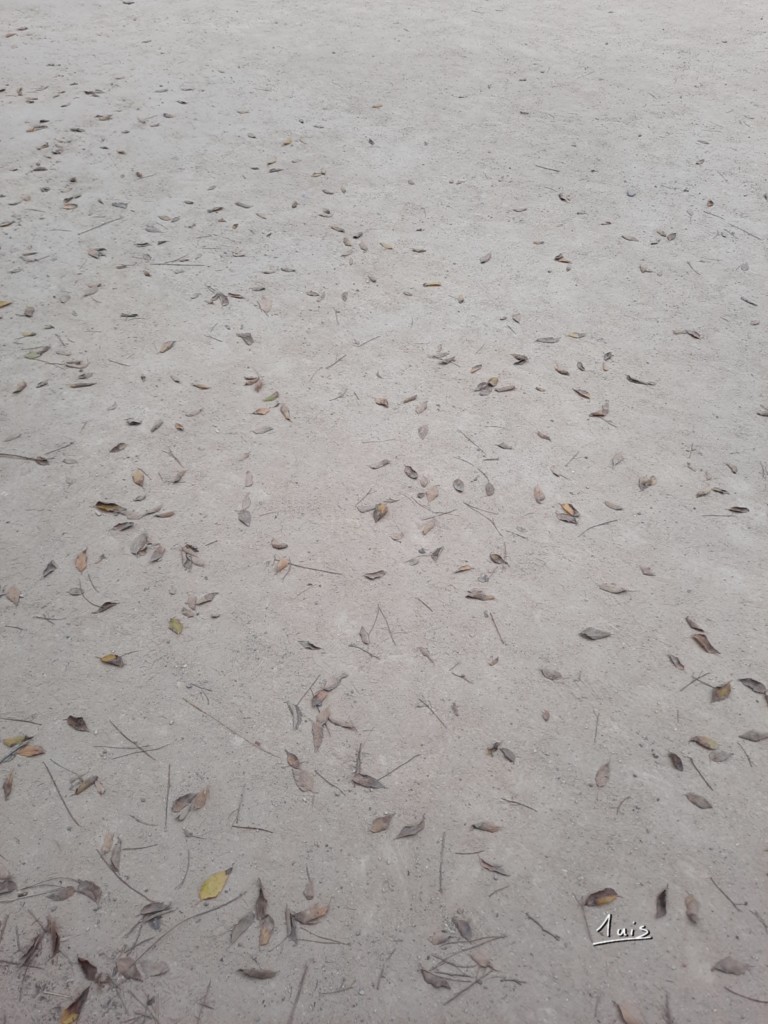 Feuilles sablées par August Luis