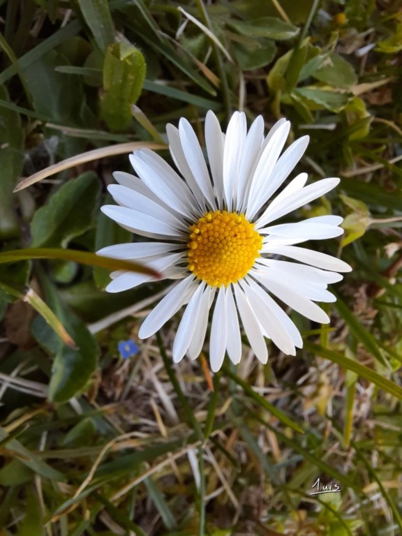 Paquerette par August Luis